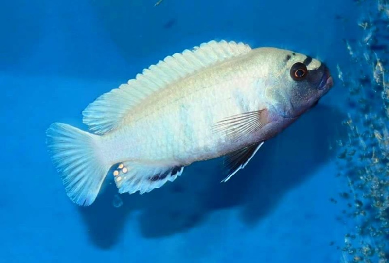 Pseudotropheus sp. 'polit' Lion's Cove